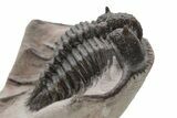 Spiny Cyphaspides Trilobite - Jorf, Morocco #225839-1